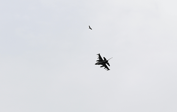 An F-16 Fighting Falcon, assigned to the 180th Fighter Wing, has a close encounter with a large hawk.