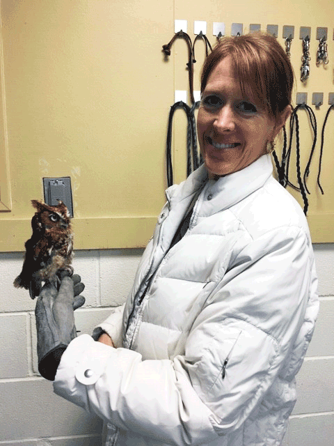 Maj. Gwendolyn Hoogendoorn holds an Eastern Screech Owl inside building. 